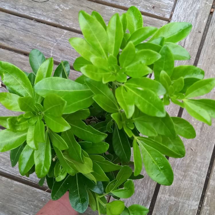 plant image 1555405