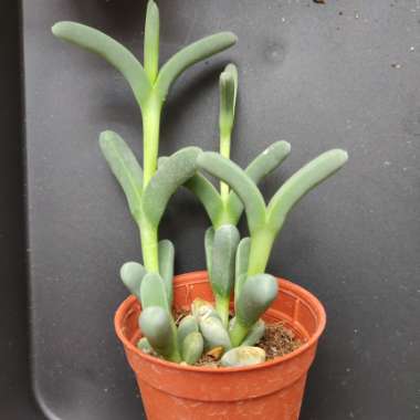 White Trailing Ice Plant
