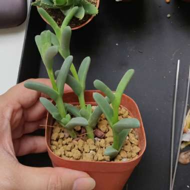 White Trailing Ice Plant