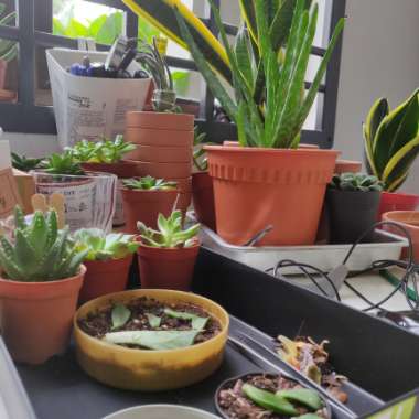 Lee's garden