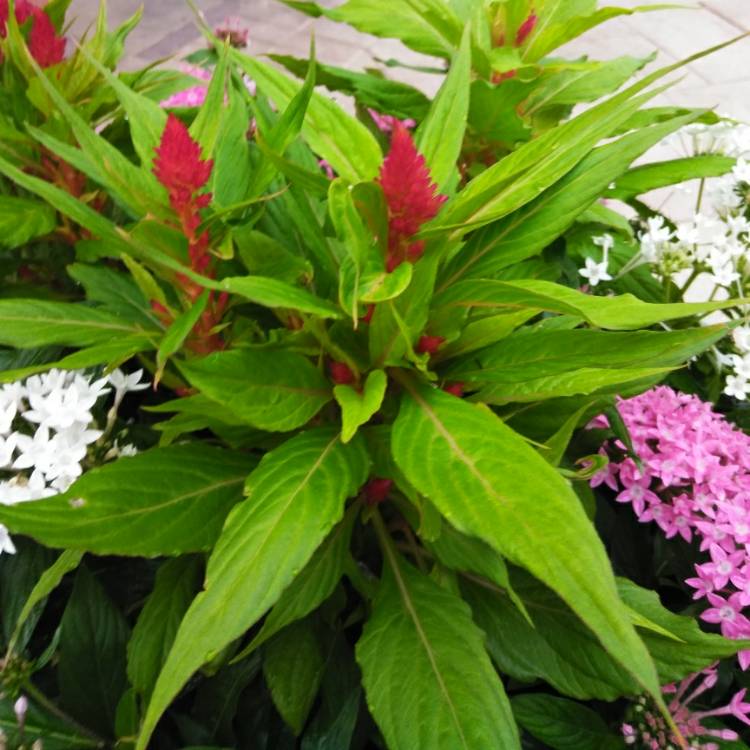 plant image 671052