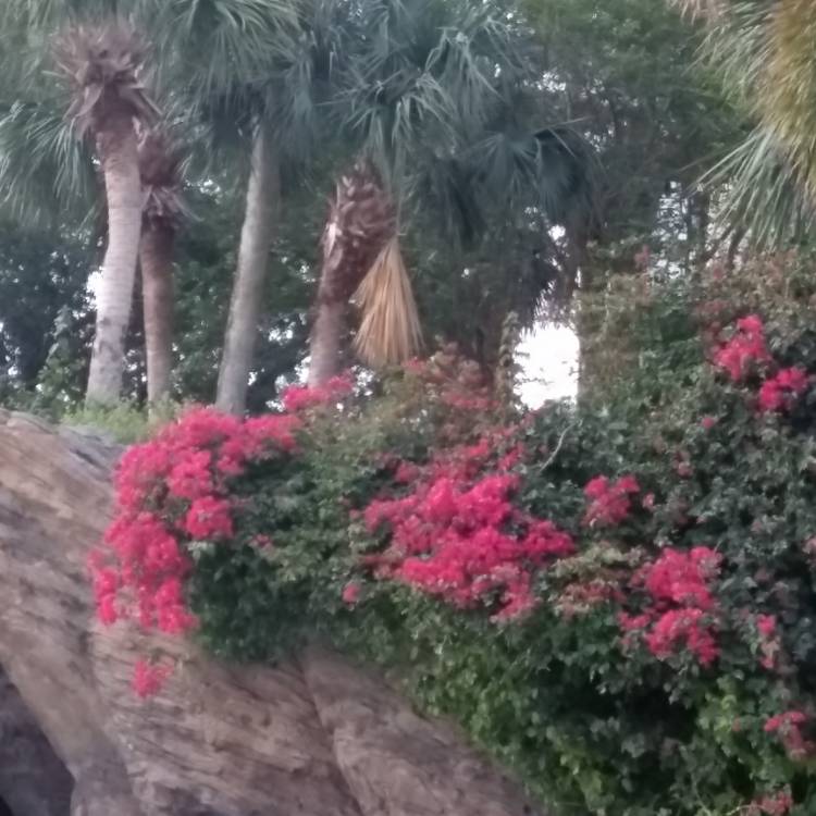 plant image 671084