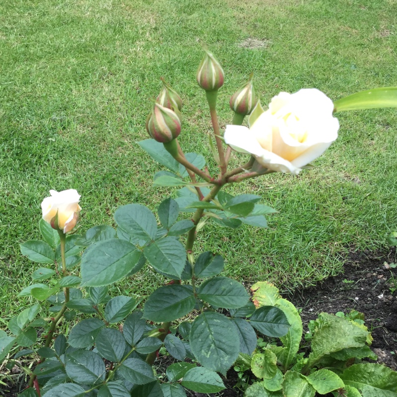 Plant image Rosa 'The Birthday Rose'