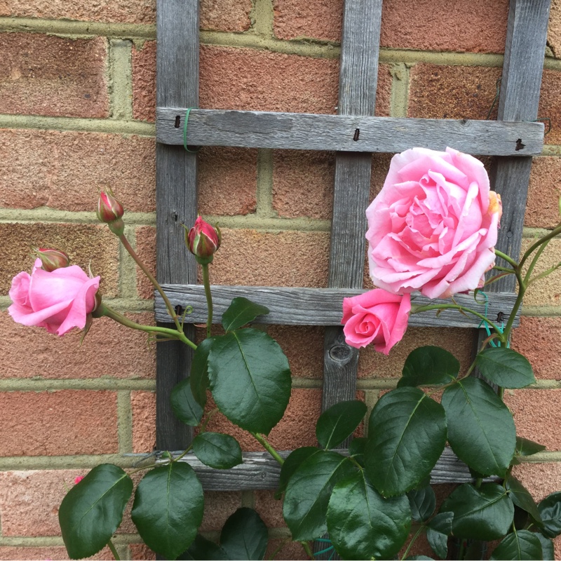 Plant image Rosa 'Coral Dawn'