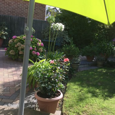 Lesley's garden
