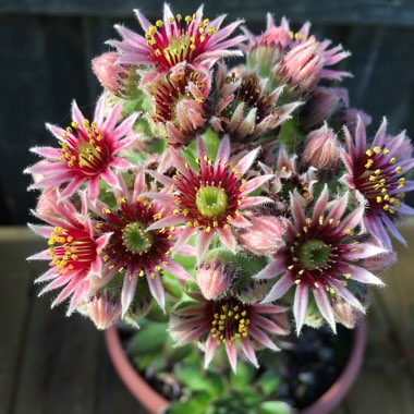 Lesley's garden