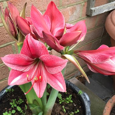 Lesley's garden