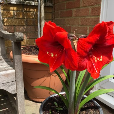 Lesley's garden