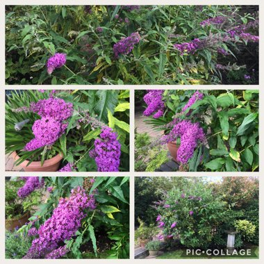 Lesley's garden