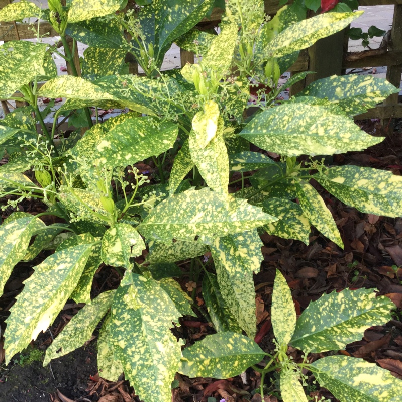 Plant image Aucuba japonica 'Golden King'