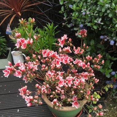 Lee's garden