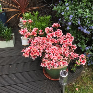 Azalea 'Mothers Day'