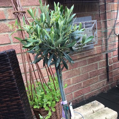 Lee's garden