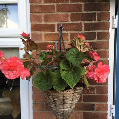 Lee's garden