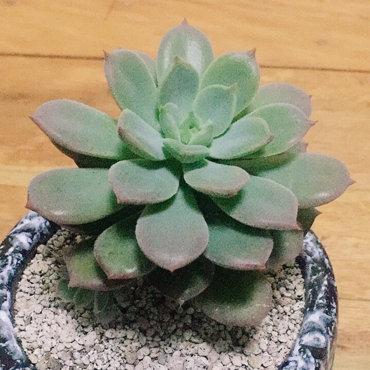 Plant image Echeveria Graessneri