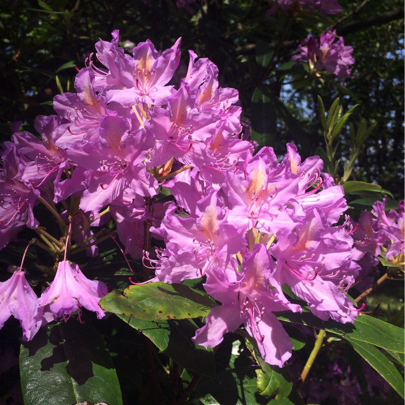 Rhododendron 'Cheer'
