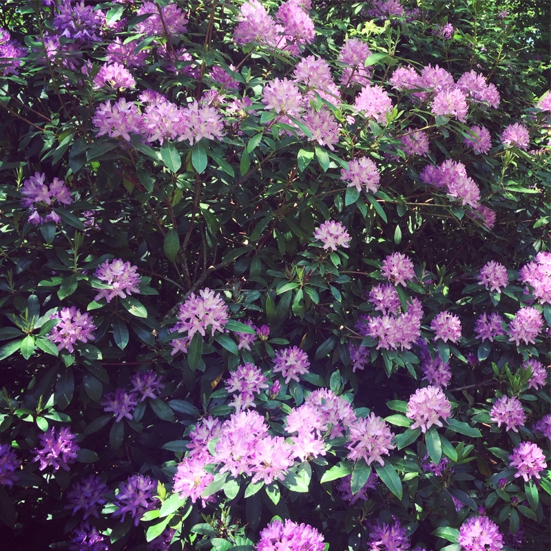 Rhododendron 'Cheer'