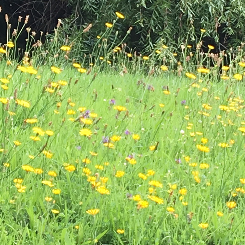 Bob's garden