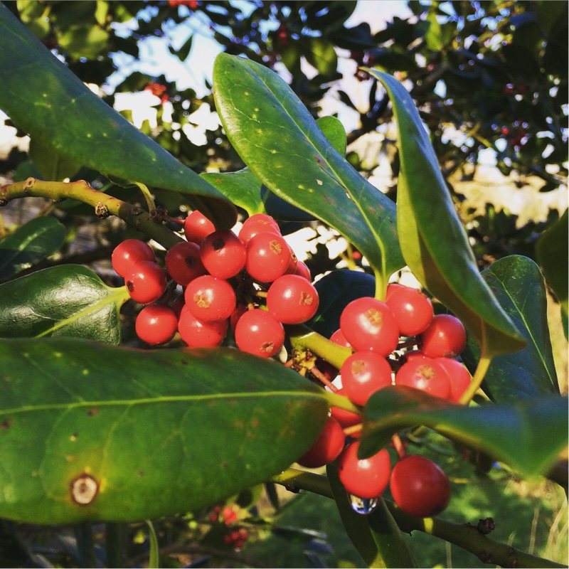 Holly 'J.C. van Tol'