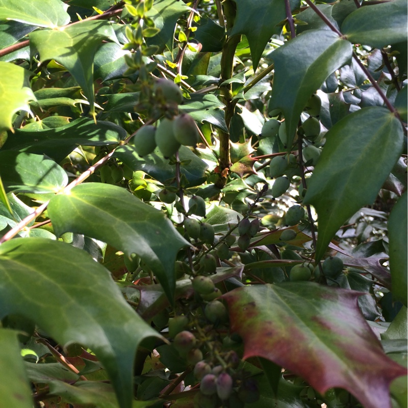 Mahonia 'Soft Caress'
