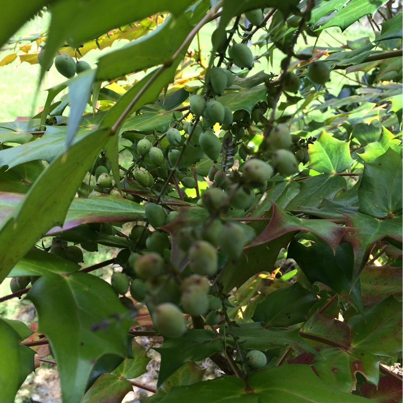 Mahonia 'Soft Caress'