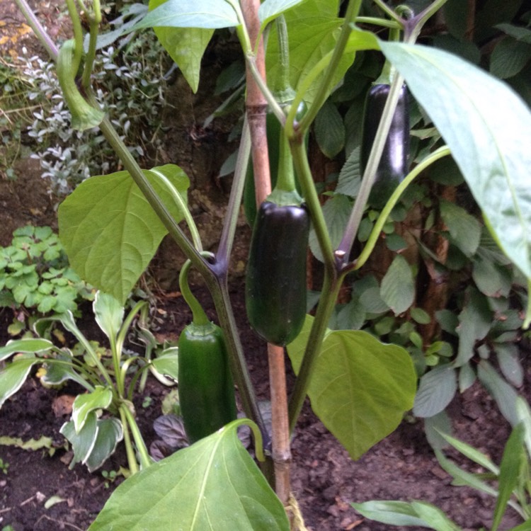 Plant image Capsicum annuum 'La Bomba'