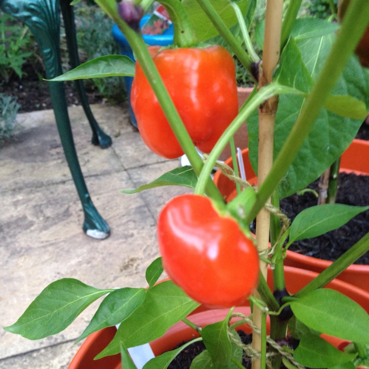 Plant image Capsicum Chinense 'Scotch Bonnet'