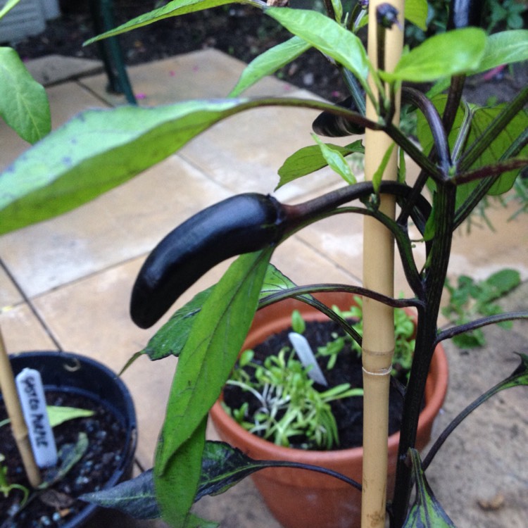 Plant image Capsicum Annuum 'Vampire'