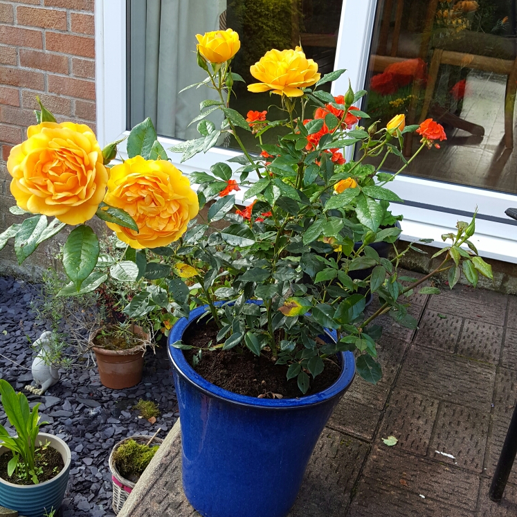 plant image 211019