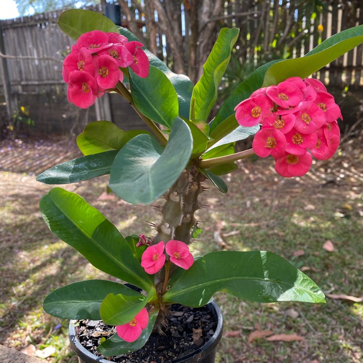 Plant image Euphorbia milii 'Lipstick'