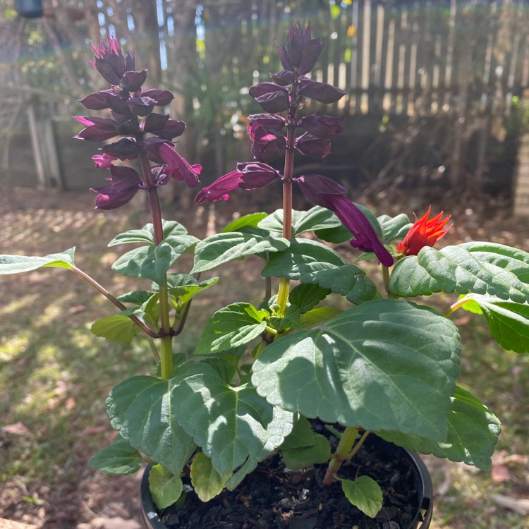 Plant image Salvia splendens 'Sizzler Purple'