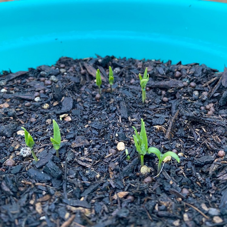 plant image 1403427