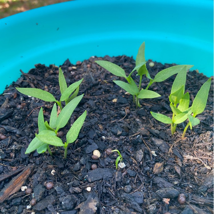 plant image 1404940
