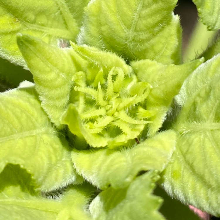 plant image 1406555 plant image 1406555
