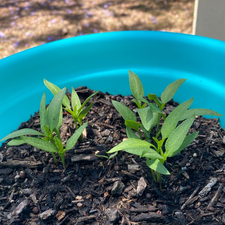 plant image 1406558