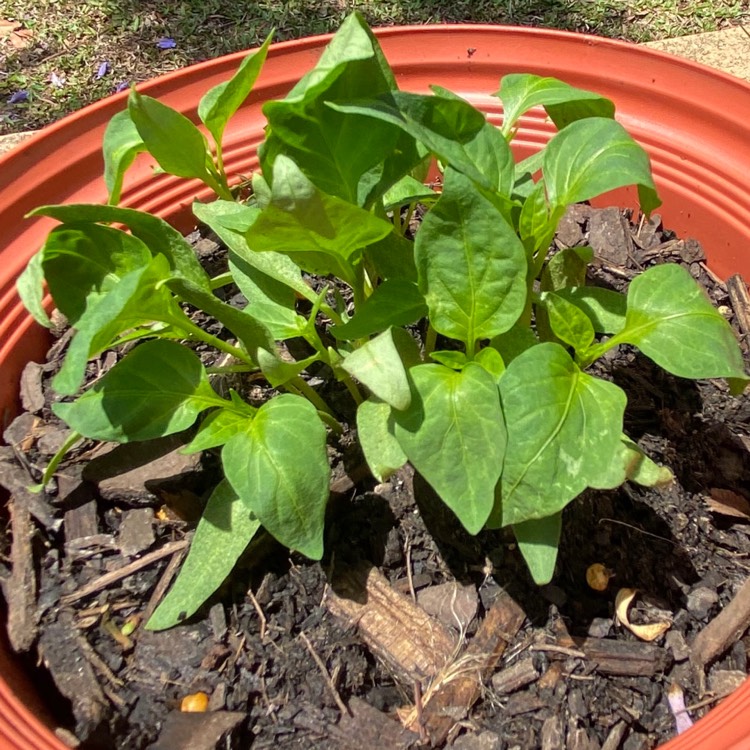 plant image 1410224