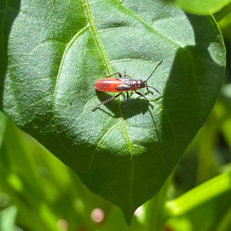 plant image 1422228