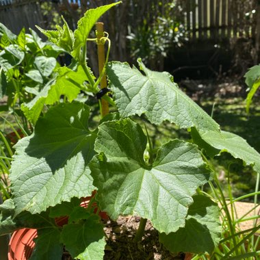 Cucumber