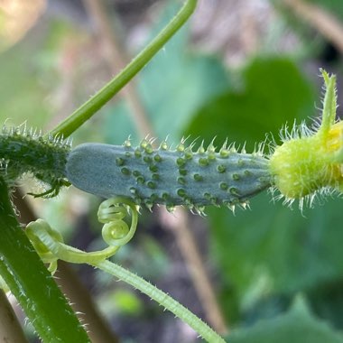 Cucumber