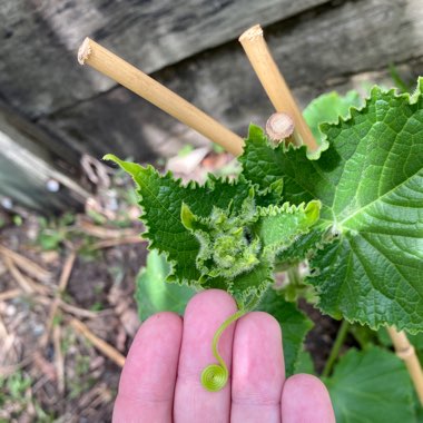 Cucumis sativus