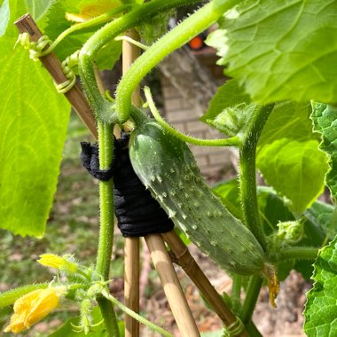 Cucumber
