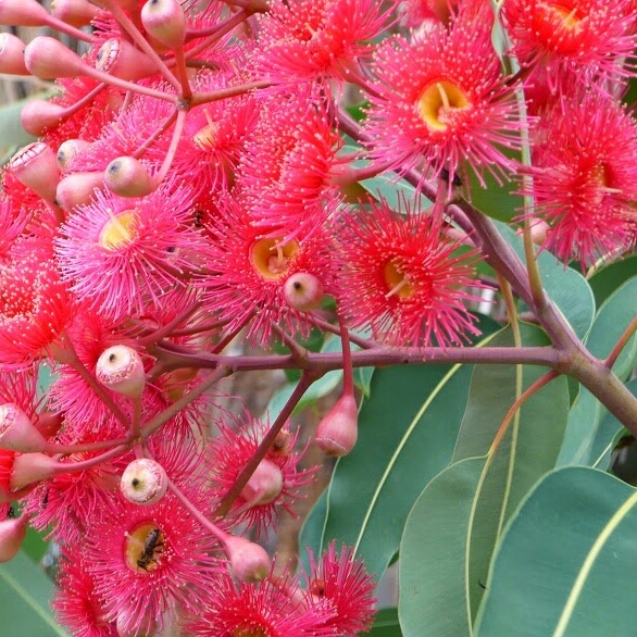 Corymbia 'Summer Red' syn. Eucalyptus 'Summer Red', Eucalyptus 'Summer ...