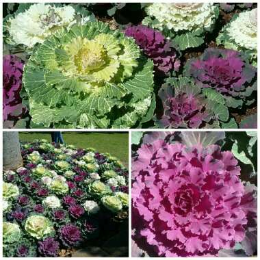 Brassica oleracea (Acephala Group)