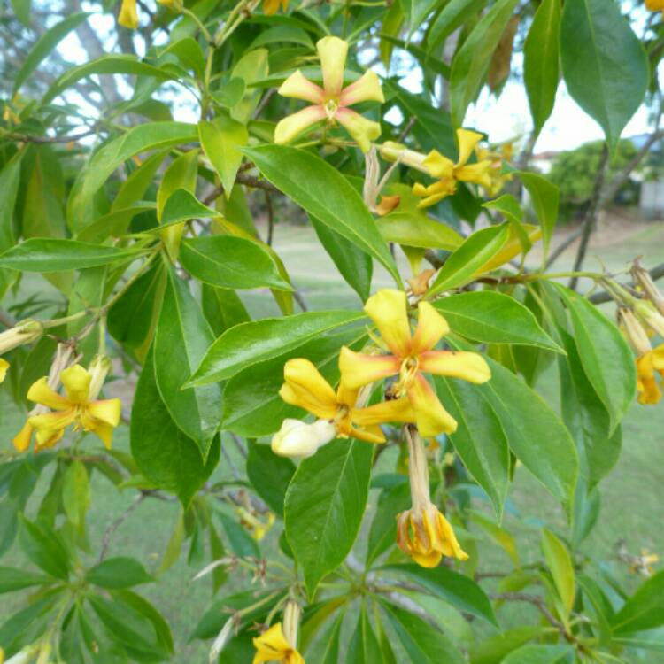Plant image Hymenosporum flavum