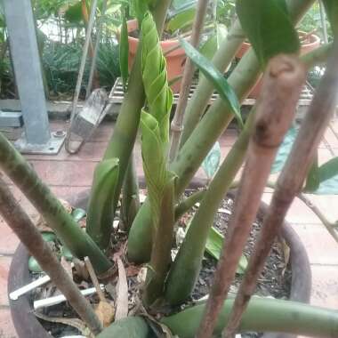 Zamioculcas zamiifolia