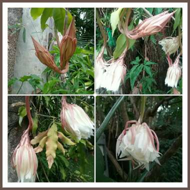 Epiphyllum oxypetalum