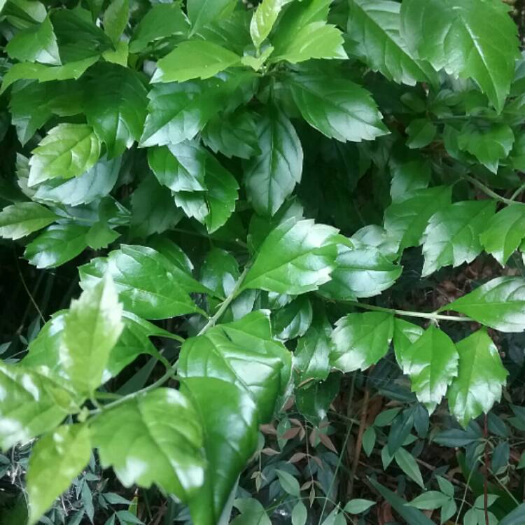 Plant image Duranta repens 'Geisha Girl'