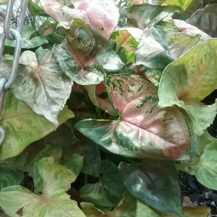 Plant image Syngonium podophyllum 'Bronze'