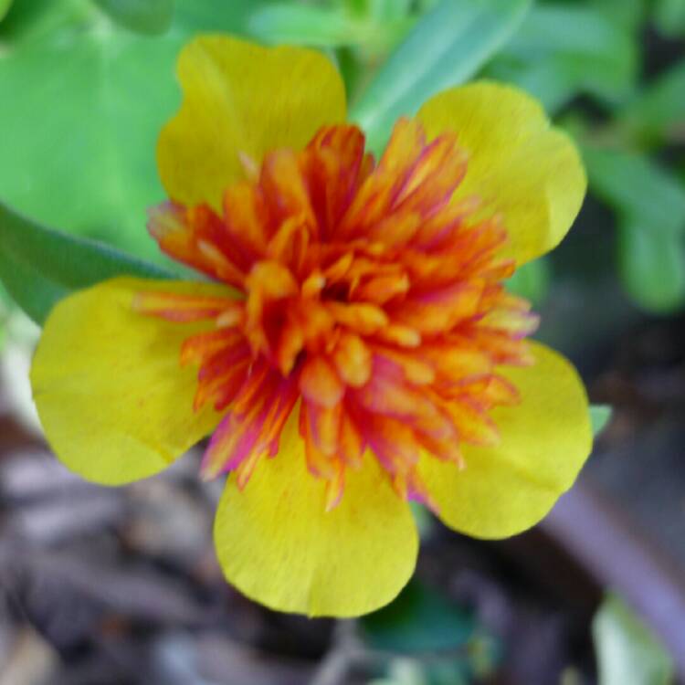 plant image 300280