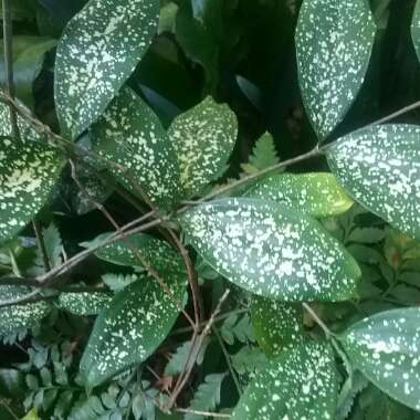 Dracaena godseffiana syn. D. surculosa 'Florida Beauty'